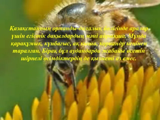 Қазақстанның орманды-далалық бөлігінде аралар үшін егістік дақылдардың мәні айрықша. Мұнда қарақұмық, күнбағыс,