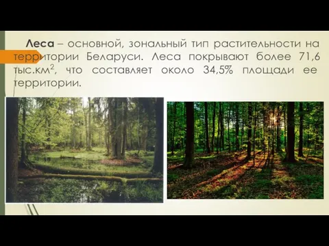 Леса – основной, зональный тип растительности на территории Беларуси. Леса покрывают более