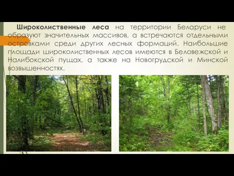 Широколиственные леса на территории Беларуси не образуют значительных массивов, а встречаются отдельными