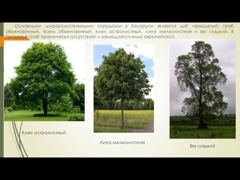 Основными широколиственными породами в Беларуси являются дуб черещетый, граб обыкновенный, ясень обыкновенный,