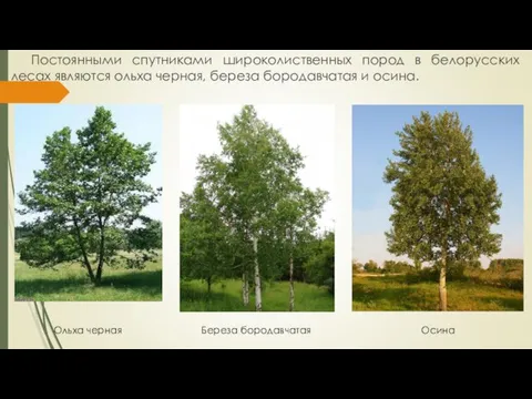 Постоянными спутниками широколиственных пород в белорусских лесах являются ольха черная, береза бородавчатая