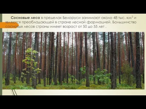 Сосновые леса в пределах Беларуси занимают около 48 тыс. км2 и являются