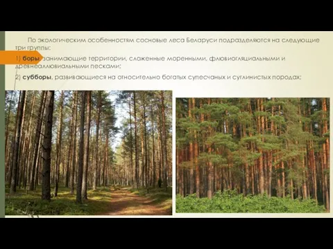 По экологическим особенностям сосновые леса Беларуси подразделяются на следующие три группы: 1)