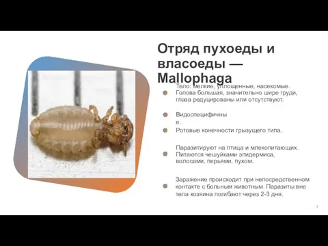 Отряд пухоеды и власоеды — Mallophaga Тело: мелкие, уплощенные, насекомые. Голова большая,