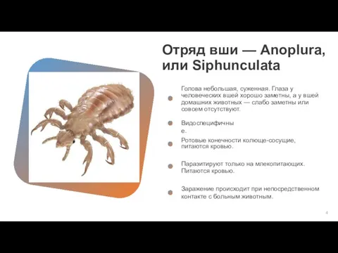 Отряд вши — Anoplura, или Siphunculata Голова небольшая, суженная. Глаза у человеческих