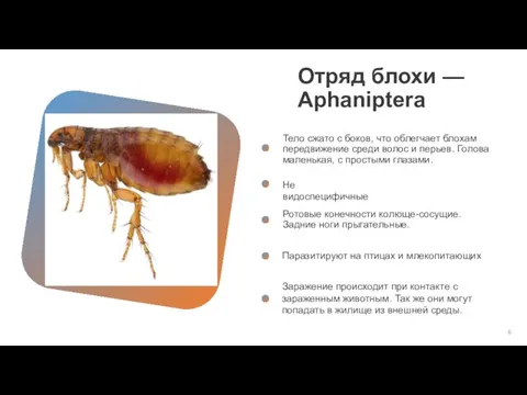 Отряд блохи — Aphaniptera Тело сжато с боков, что облегчает блохам передвижение