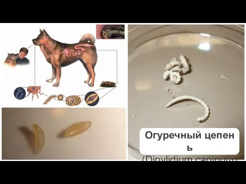 Огуречный цепень (Dipylidium caninum)