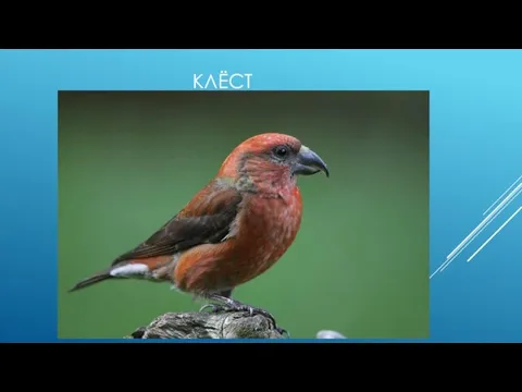 КЛЁСТ