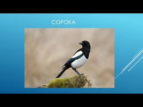 СОРОКА