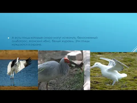 А есть птицы которые скоро могут исчезнуть: белоснежный альбатрос, японский ибис, белый
