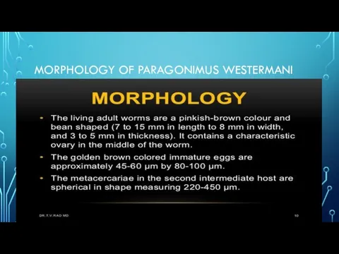 MORPHOLOGY OF PARAGONIMUS WESTERMANI