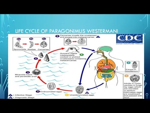 LIFE CYCLE OF PARAGONIMUS WESTERMANI