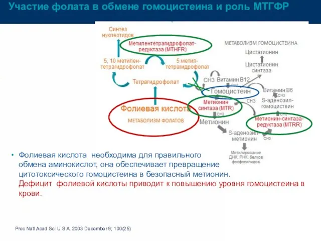 Участие фолата в обмене гомоцистеина и роль МТГФР Proc Natl Acad Sci