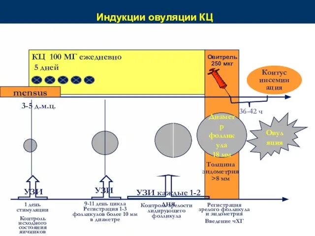 Индукции овуляции КЦ Коитус инсеминация Овитрель 250 мкг 36-42 ч Диаметр фолликула