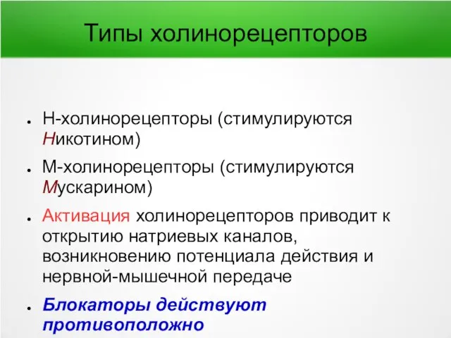 Типы холинорецепторов Н-холинорецепторы (стимулируются Никотином) М-холинорецепторы (стимулируются Мускарином) Активация холинорецепторов приводит к