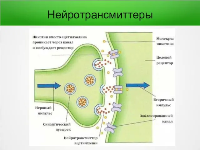 Нейротрансмиттеры