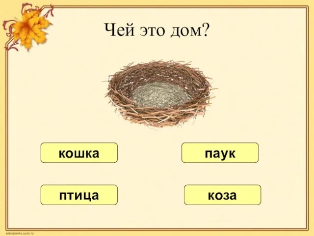 Чей это дом? кошка паук коза птица