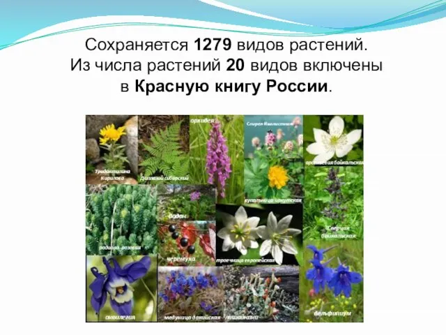 Сохраняется 1279 видов растений. Из числа растений 20 видов включены в Красную книгу России.