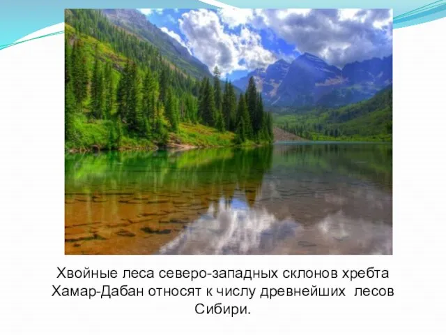Хвойные леса северо-западных склонов хребта Хамар-Дабан относят к числу древнейших лесов Сибири.