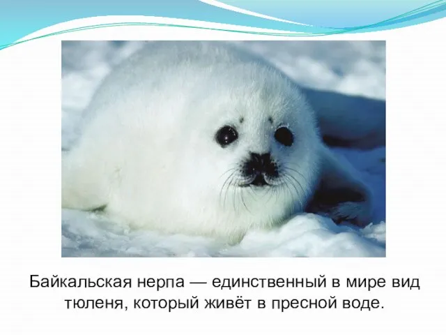 Байкальская нерпа — единственный в мире вид тюленя, который живёт в пресной воде.