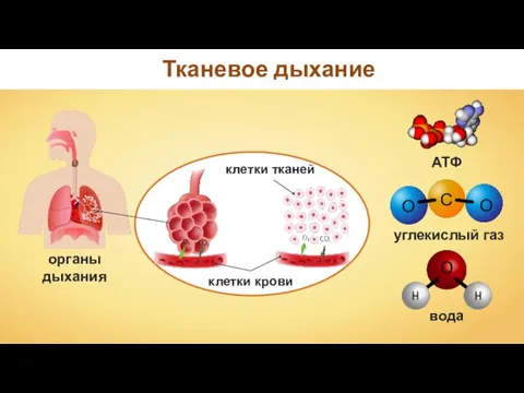 органы дыхания Тканевое дыхание АТФ вода углекислый газ