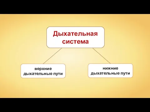 Дыхательная система