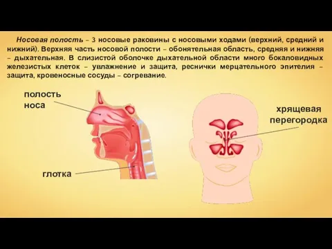 Носовая полость – 3 носовые раковины с носовыми ходами (верхний, средний и