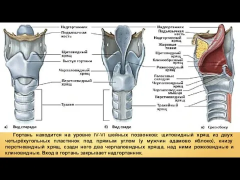 Гортань находится на уровне IV-VI шейных позвонков: щитовидный хрящ из двух четырёхугольных