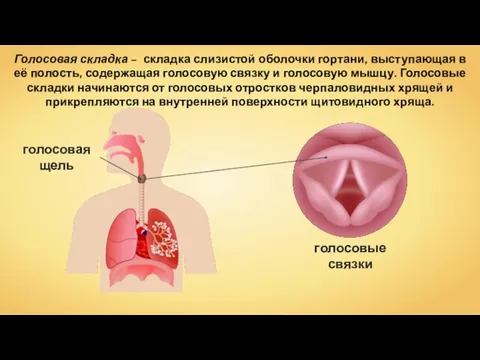 голосовые связки Голосовая складка – складка слизистой оболочки гортани, выступающая в её