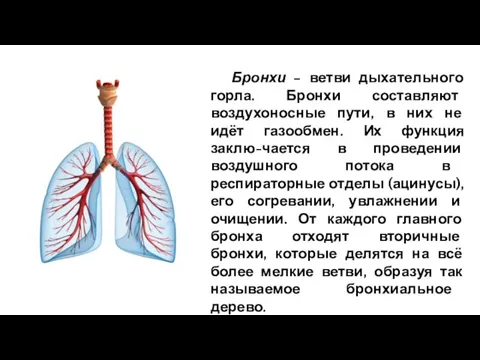 Бронхи – ветви дыхательного горла. Бронхи составляют воздухоносные пути, в них не