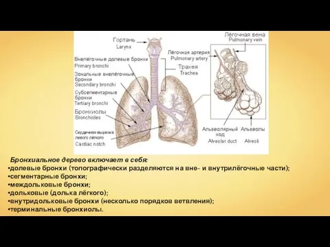 Бронхиальное дерево включает в себя: долевые бронхи (топографически разделяются на вне- и