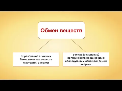 Обмен веществ