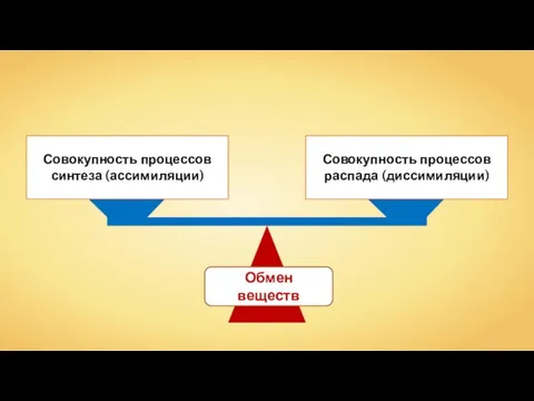 Совокупность процессов синтеза (ассимиляции) Совокупность процессов распада (диссимиляции) Обмен веществ