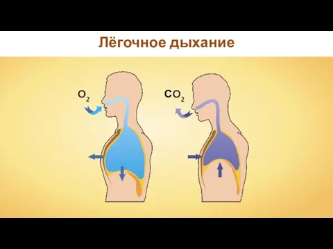 Лёгочное дыхание O2 СO2