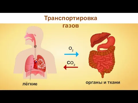 Транспортировка газов органы и ткани O2 СO2