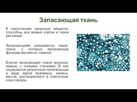 Запасающая ткань К накоплению запасных веществ способны все живые клетки и ткани