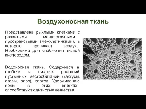 Воздухоносная ткань Представлена рыхлыми клетками с развитыми межклеточными пространствами (межклетниками), в которые