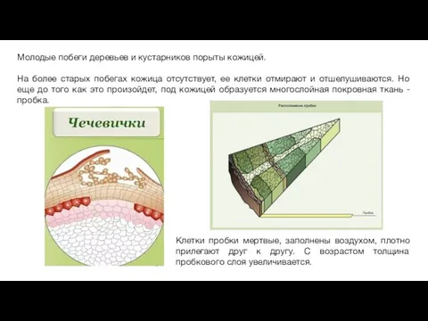 Клетки пробки мертвые, заполнены воздухом, плотно прилегают друг к другу. С возрастом