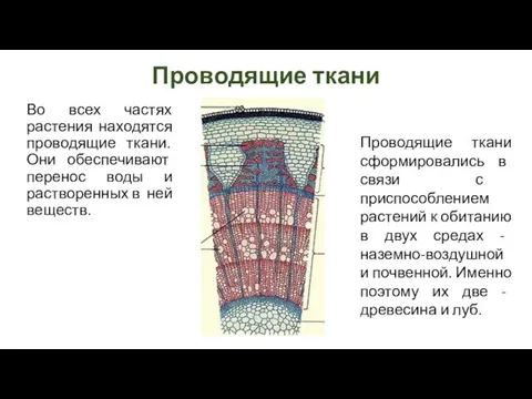 Проводящие ткани Во всех частях растения находятся проводящие ткани. Они обеспечивают перенос