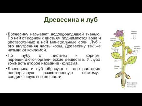 Древесина и луб Древесину называют водопроводящей тканью. По ней от корней к