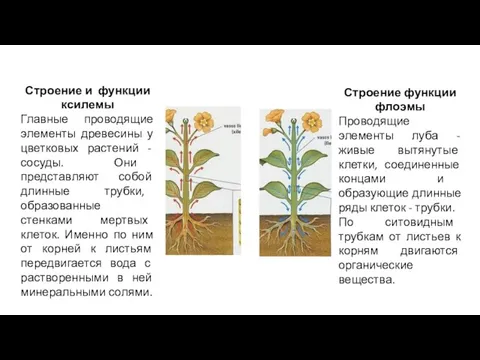 Строение и функции ксилемы Главные проводящие элементы древесины у цветковых растений -