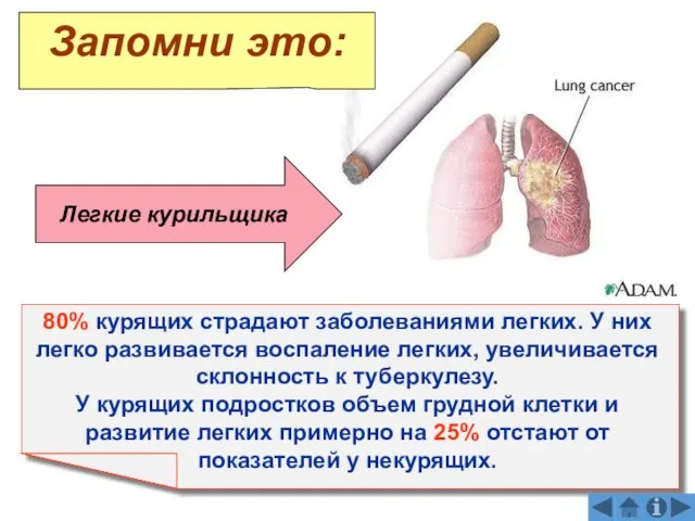 Легкие курильщика 80% курящих страдают заболеваниями легких. У них легко развивается воспаление
