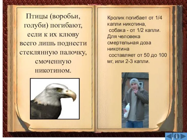 Птицы (воробьи, голуби) погибают, если к их клюву всего лишь поднести стеклянную