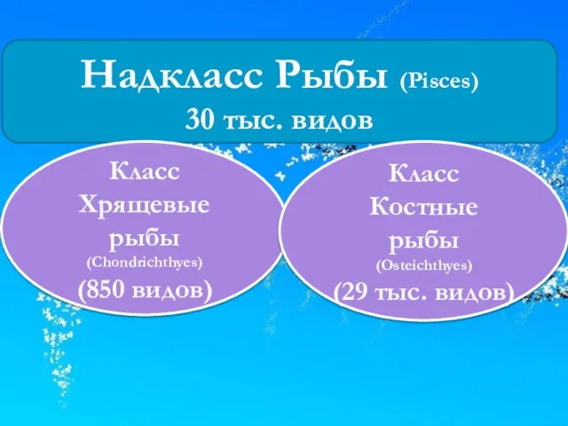 Надкласс Рыбы (Pisces) 30 тыс. видов Класс Хрящевые рыбы (Chondrichthyes) (850 видов)