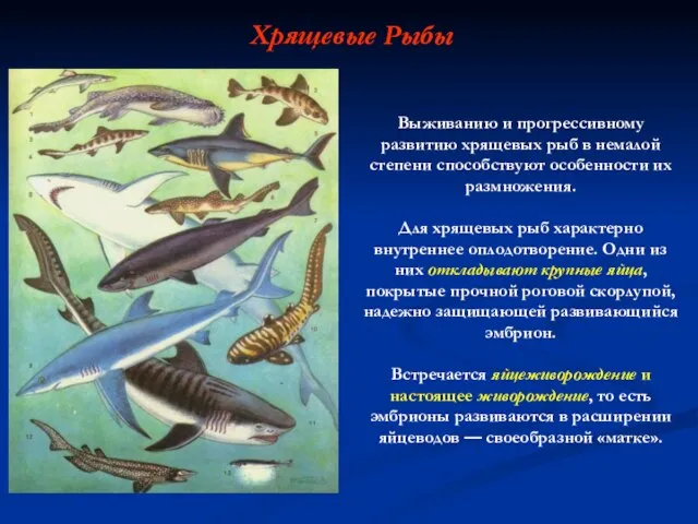 Хрящевые Рыбы Выживанию и прогрессивному развитию хрящевых рыб в немалой степени способствуют