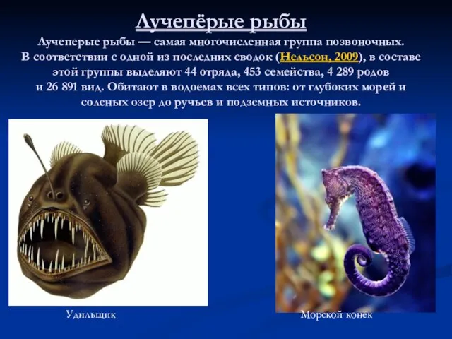 Лучепёрые рыбы Лучеперые рыбы — самая многочисленная группа позвоночных. В соответствии с