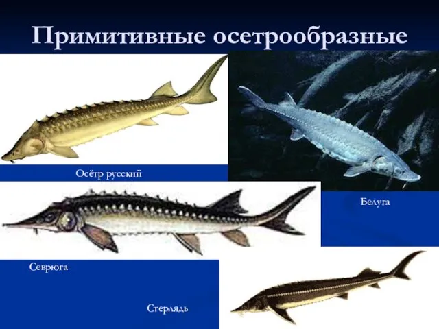 Примитивные осетрообразные Осётр русский Белуга Севрюга Стерлядь