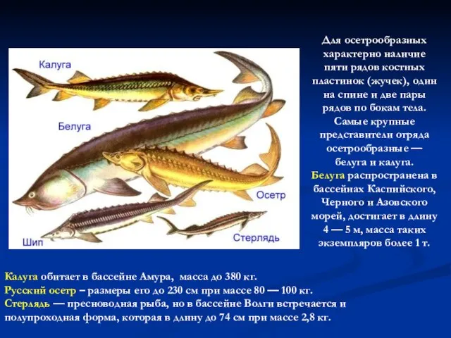 Для осетрообразных характерно наличие пяти рядов костных пластинок (жучек), один на спине
