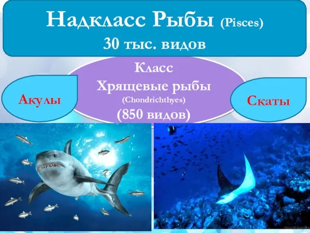 Класс Хрящевые рыбы (Chondrichthyes) (850 видов) Акулы Скаты Надкласс Рыбы (Pisces) 30 тыс. видов