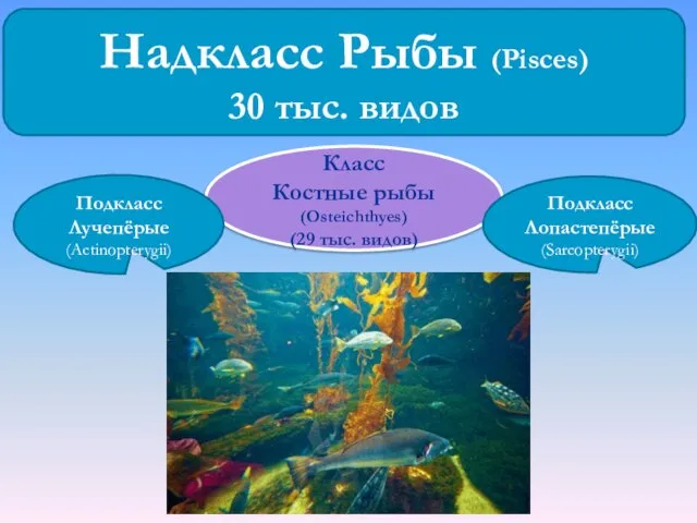 Класс Костные рыбы (Osteichthyes) (29 тыс. видов) Надкласс Рыбы (Pisces) 30 тыс.